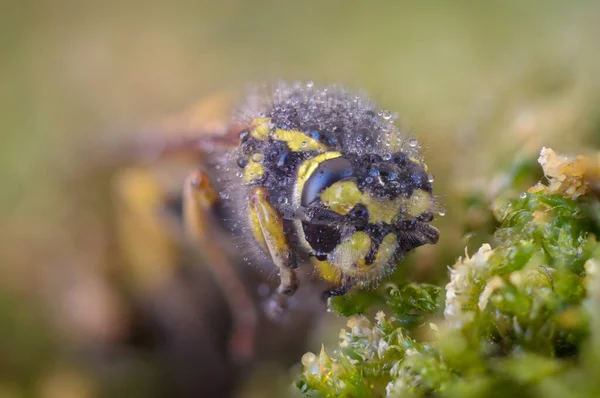 Avispa Amarilla Europea Macro Foto —  Fotos de Stock