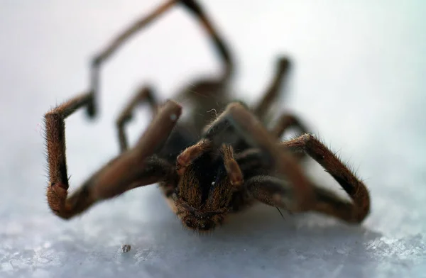茶色の黒いクモのマクロ写真 — ストック写真