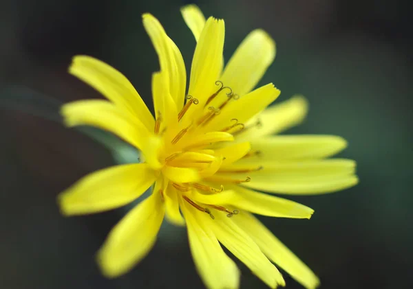 Flor Primavera Amarillo Natural Macro — Foto de Stock