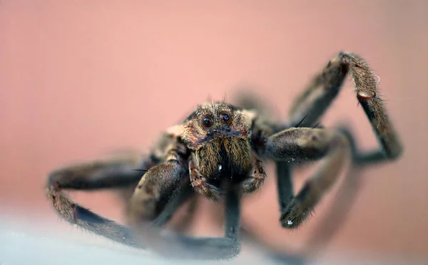 Kahverengi Siyah Örümcek Makro Fotoğrafı — Stok fotoğraf