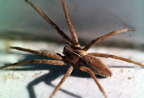 Bruin Wit Gestreepte Spin Macro — Stockfoto