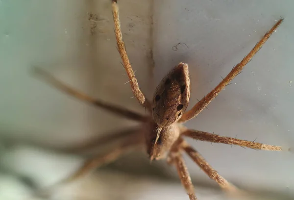 kahverengi beyaz çizgili örümcek makrosu