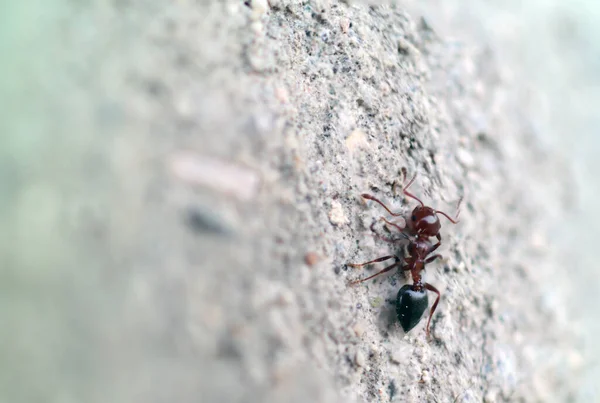 Přírodní Solenopsis Ant Makro Fotografie — Stock fotografie