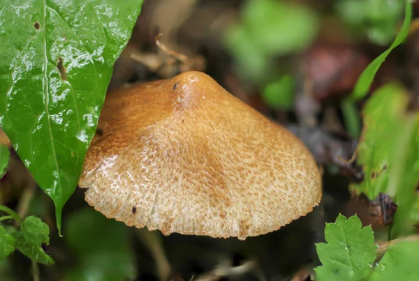 Inocybe Rimosa Natuurlijke Paddenstoel Macro — Stockfoto