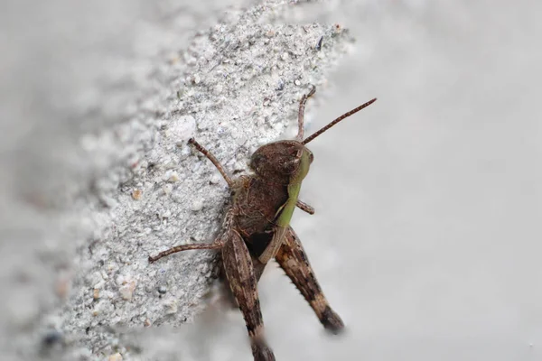 Pezotettix Giornae Gafanhoto Macro Foto — Fotografia de Stock