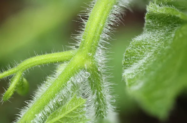 Doğal su damlası makro fotoğraf
