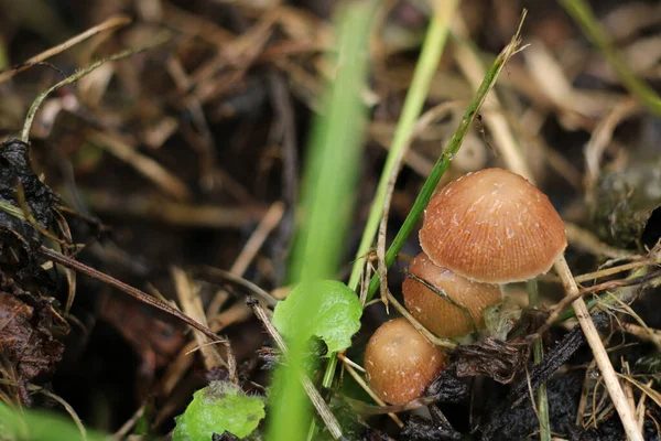 Natuurlijke Psathyrella Candolleana Paddestoel Foto — Stockfoto