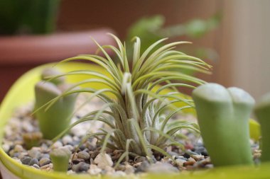Tillandsia Harrisii Bitki makro fotoğrafı