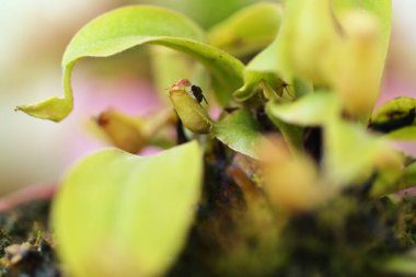 Fahişe 'ye ihtiyacı var Et yiyen bitki sineği