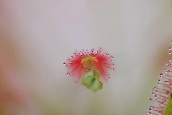 Drosera Capensis Planta Carnívora Sun Rose —  Fotos de Stock