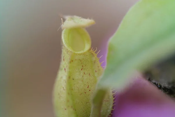 Nepenthes Hookeriana Meat Eating Plant Fly — Stock Photo, Image