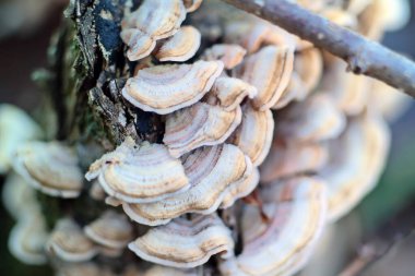 Doğal ağaç mantarı makro çekim