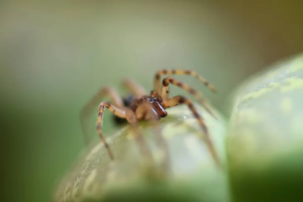 Araña Negra Marrón Macro Foto —  Fotos de Stock