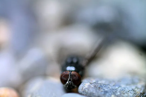 Macro Foto Mosca Doméstica Mirando Hacia Atrás —  Fotos de Stock