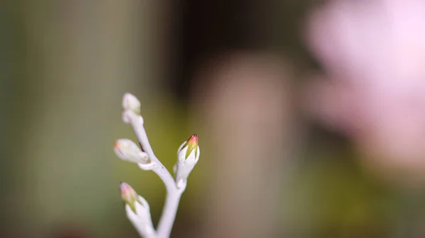 Adromischus Marianae Herrei Cactus Fleur Macro — Photo