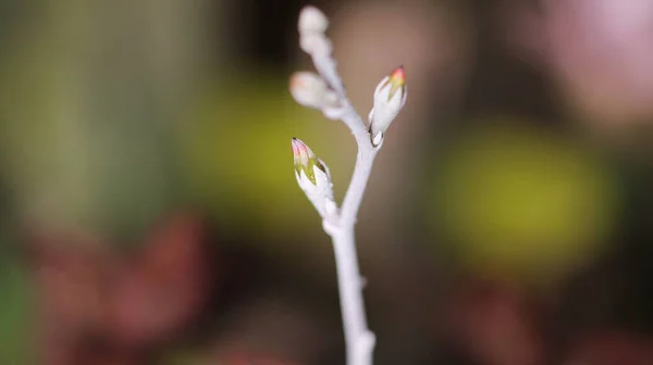 Adromischus Marianae Herrei Kaktüs Çiçeği Makrosu — Stok fotoğraf