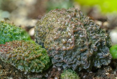 Adromischus Marianae Kızıl Mercan Kaktüsü
