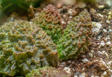 Adromischus Marianae Kızıl Mercan Kaktüsü