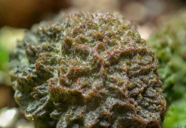 Adromischus Marianae Kızıl Mercan Kaktüsü