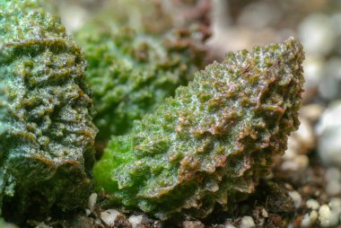 Adromischus Marianae Kızıl Mercan Kaktüsü