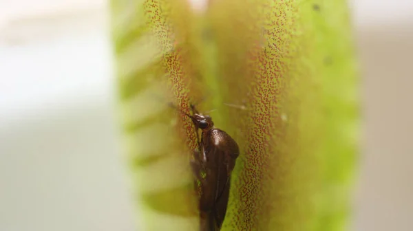 Vênus Flytrap Macro Foto Inseto — Fotografia de Stock