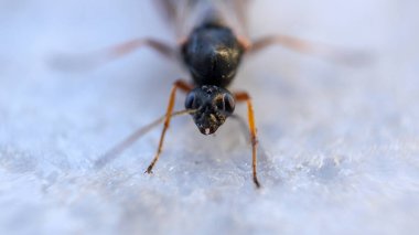 cotesia eşekarısı böcek makro fotoğrafı