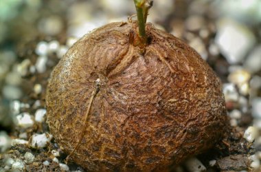 Küçük fil sütunu kaktüsü çiçeği