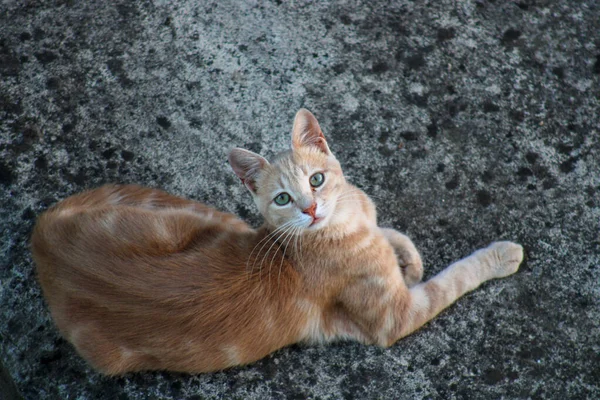 Gato Amarillo Con Ojos Verdes —  Fotos de Stock