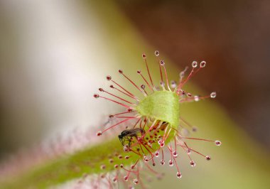 Drosera Capensis çiçek goncası makro fotoğraf