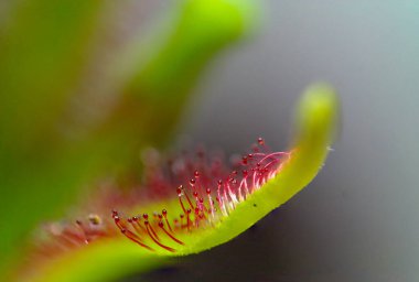 Drosera Capensis çiçek goncası makro fotoğraf