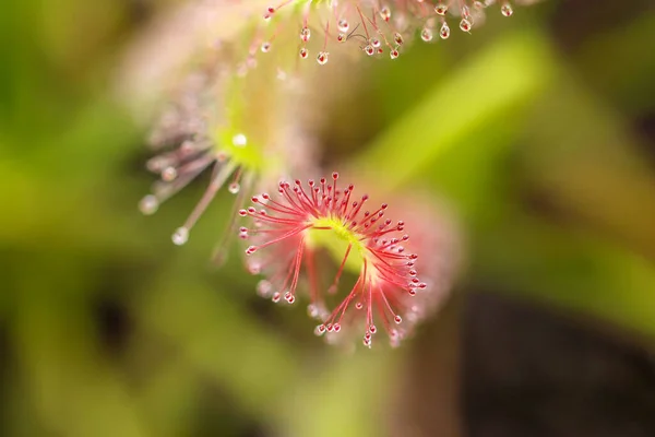 Drosera Capensis Virág Bimbó Makró Fénykép — Stock Fotó