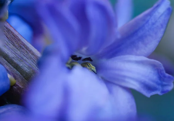 Hyacinthus Mor Renk Çiçek Goncası Makro — Stok fotoğraf
