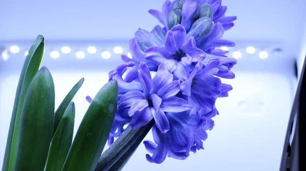 Hyacinthus Mor Renk Çiçek Goncası Makro — Stok fotoğraf