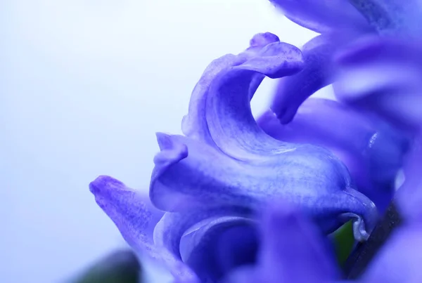 Hyacinthus Cor Roxa Flor Broto Macro — Fotografia de Stock