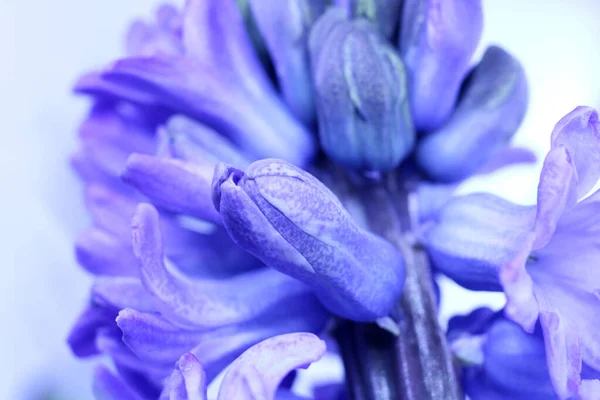 Hyacinthus Mor Renk Çiçek Goncası Makro — Stok fotoğraf