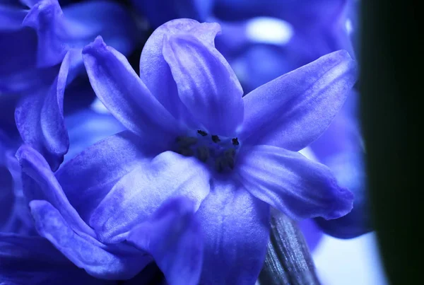 Hyacinthus Flor Color Púrpura Brote Macro —  Fotos de Stock