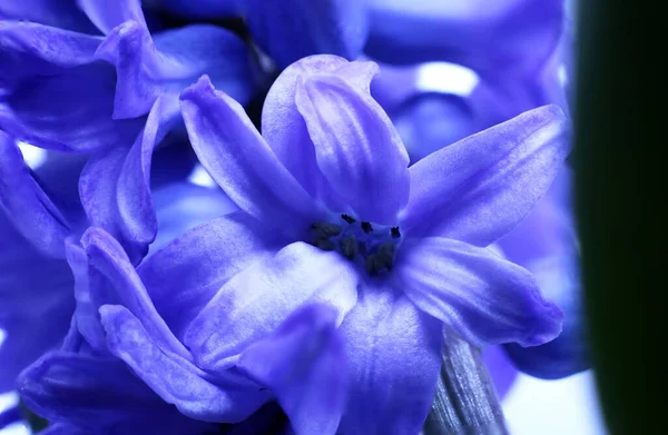 Macro Fiore Colore Viola Hyacinthus Germoglio — Foto Stock