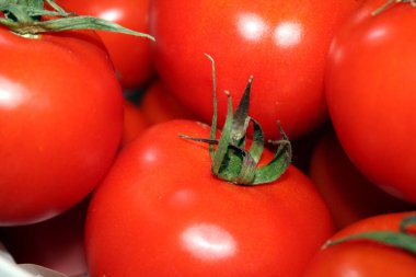 Taze kırmızı domates koleksiyonu