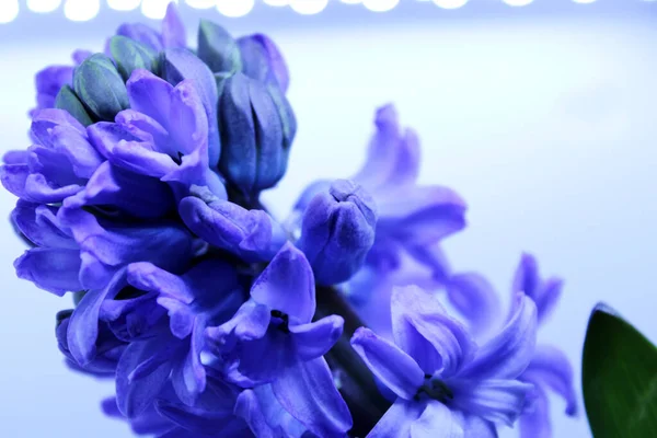 Hyacinthus Mor Renk Çiçek Goncası Makro — Stok fotoğraf