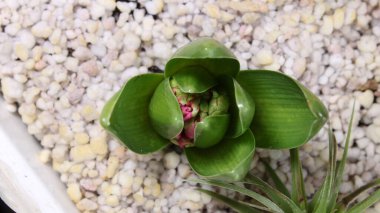 Pembe sümbül çiçekleri makro tomurcuklar