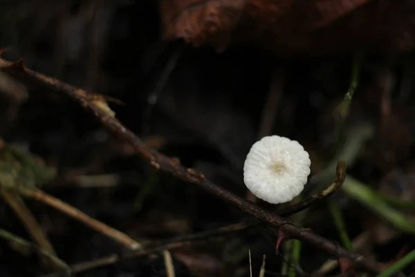 Natuurlijke Marasmius Rotula Paddestoel Foto — Stockfoto