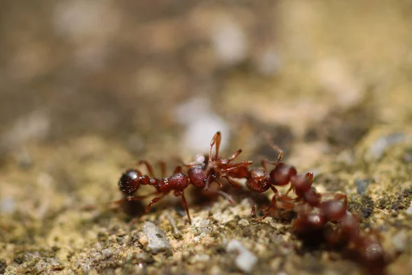 Myrmica Scabrinodis Warrior Macro Photo — стоковое фото