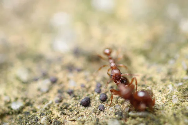 Myrmica Scabrinodis Warrior Macro Photo — стоковое фото