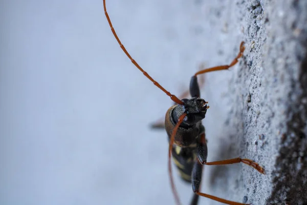 Neoclytus Geel Gestreept Insect Foto — Stockfoto