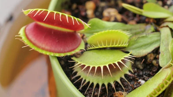 Dionaea muscipula sinek tuzağı bitkisi