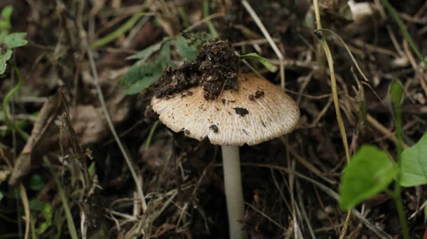 Natuurlijke Russula Witte Paddestoel Foto — Stockfoto