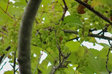 Doğal lezzetli üzüm manzarası fotoğrafı.
