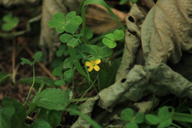 Doğal sarı oksalis stricta çiçeği fotoğrafı.