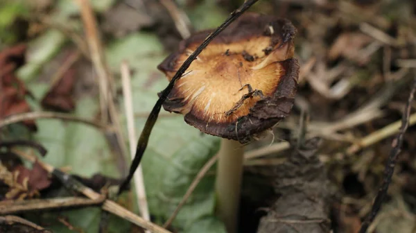 Natuurlijke Russula Witte Paddestoel Foto — Stockfoto