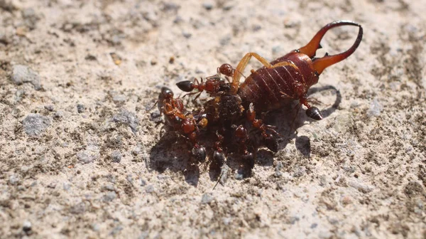 Solenopsis Naturel Ant Macro Photo — Photo